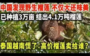 Descargar video: 中国发现野生榴莲，不仅个大还味美，已种植3万多亩，结出4 1万吨榴莲，泰国越南慌了：高价榴莲卖给谁？