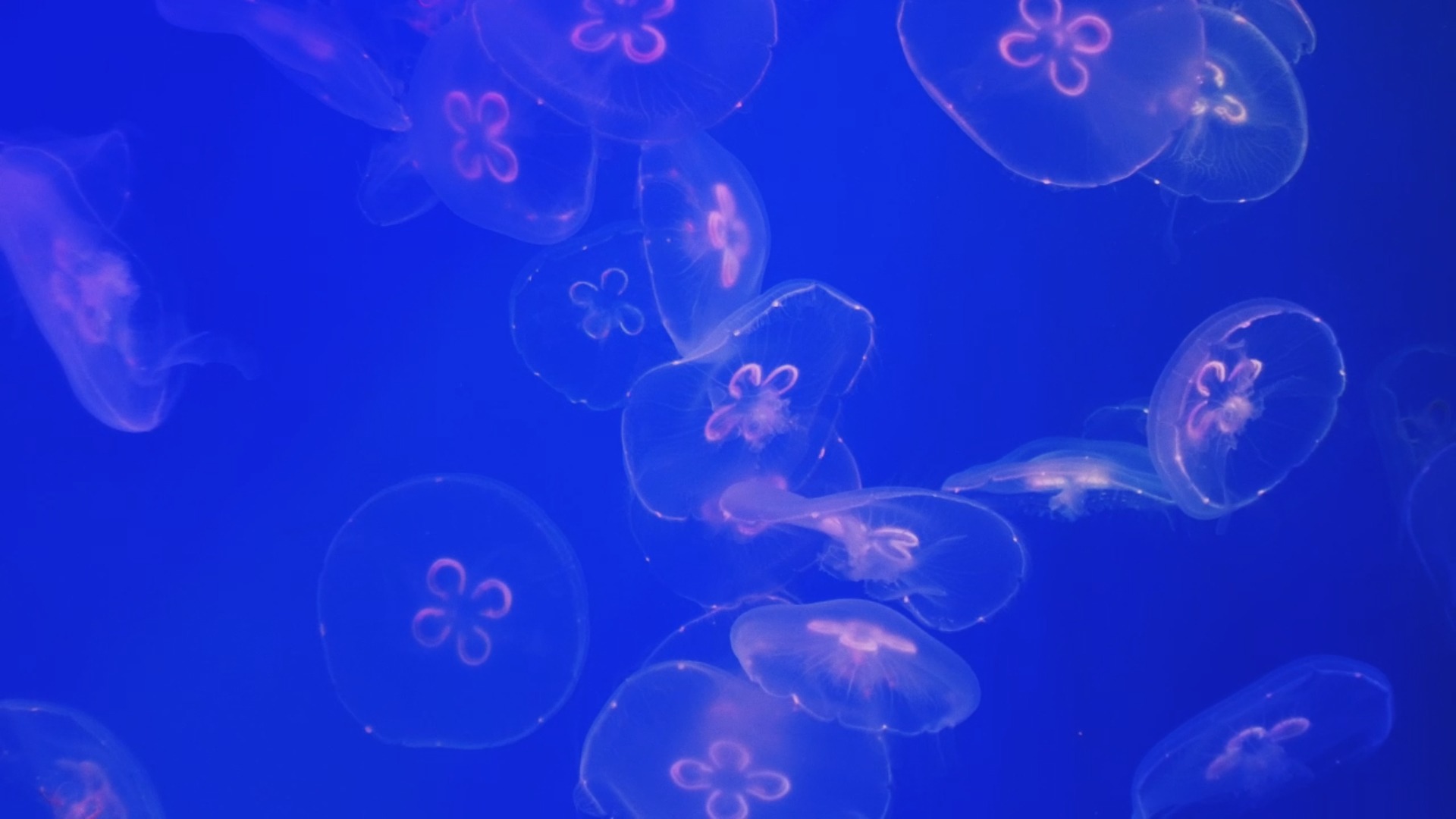 深海水母海洋动物蓝色半透明生物发光水母