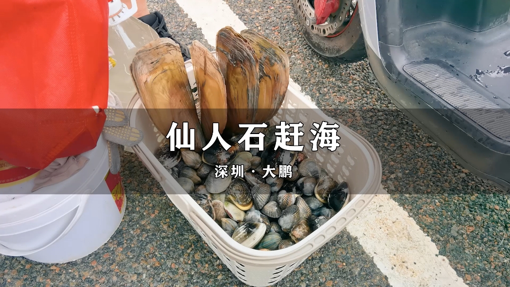 深圳赶海宝藏地,大鹏仙人石钓鱼岛哔哩哔哩bilibili