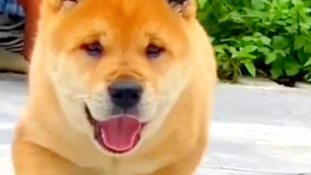 中华田园犬之黄狗白面_哔哩哔哩 (゜-゜)つロ 干杯~-bilibili