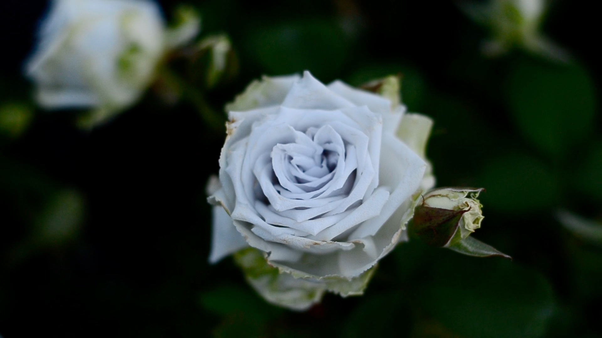 河本月季 蓝色天堂