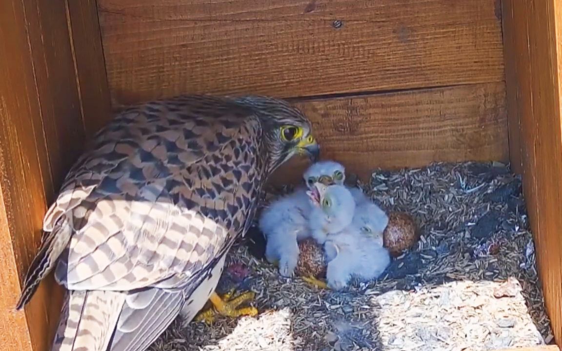 2号红隼育雏:4只幼鸟干饭时边吃边睡,忒可爱了