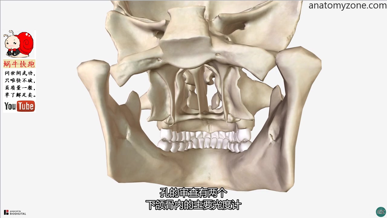 知识下颌骨头骨解剖.mp4哔哩哔哩bilibili