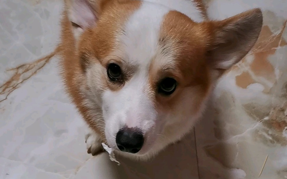 买你回来的时候是狗中美男子,怎么现在像个小老头?