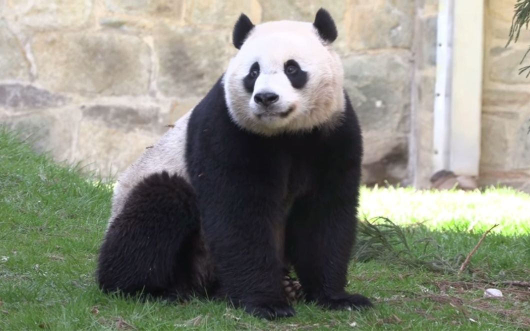 【大熊貓美香添添小奇蹟一家】華盛頓動物園 奇蹟豬的一天:吃飽了玩