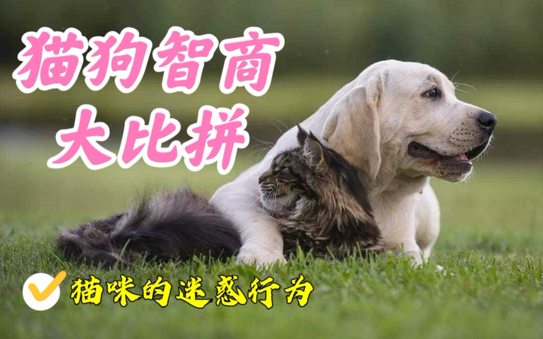 世纪大难题,猫和狗到底谁的智商更高哔哩哔哩bilibili