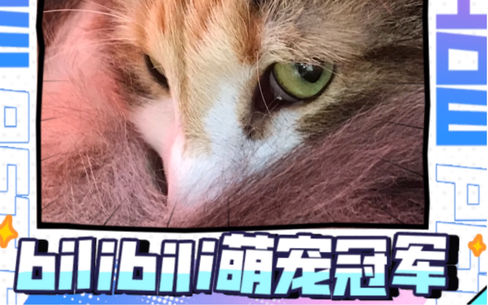 猫咪丨像狐狸的猫哔哩哔哩bilibili