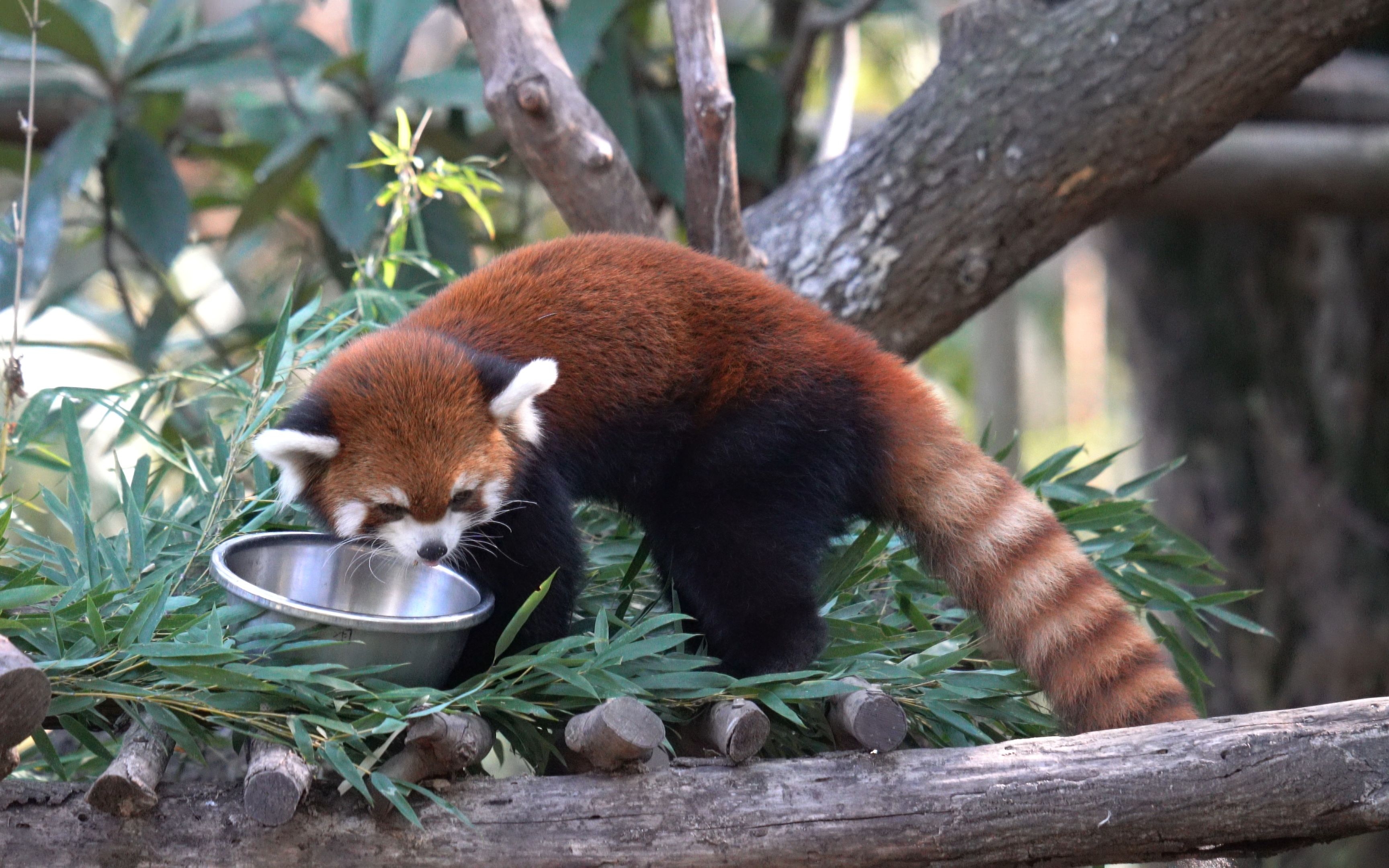 【红山动物园ep.3】小熊猫干饭人干饭魂
