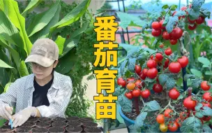 Tải video: 番茄育苗，三十多个品种哈哈