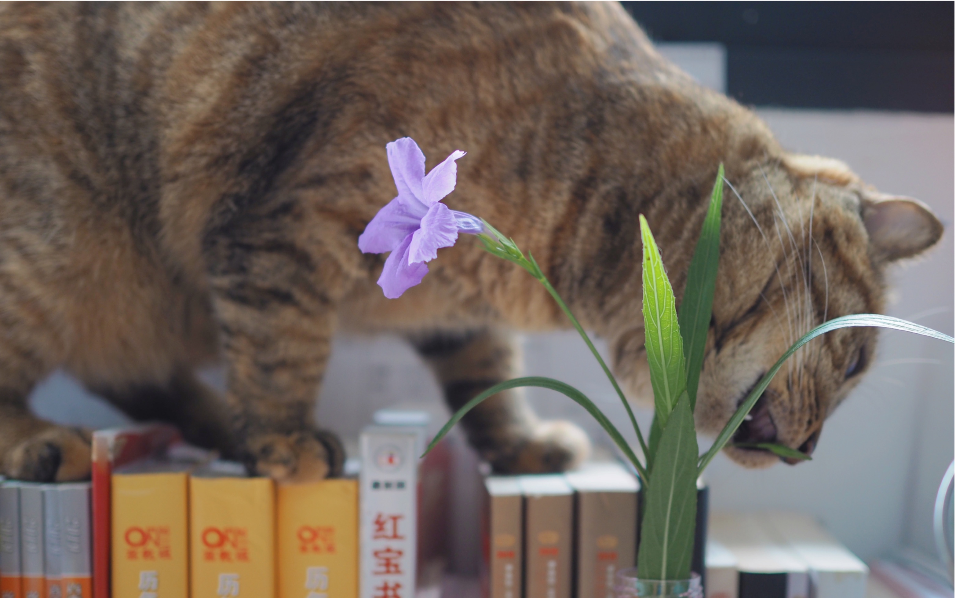 【吃花的猫咪】没有一朵花能逃过嘻嘻的眼睛