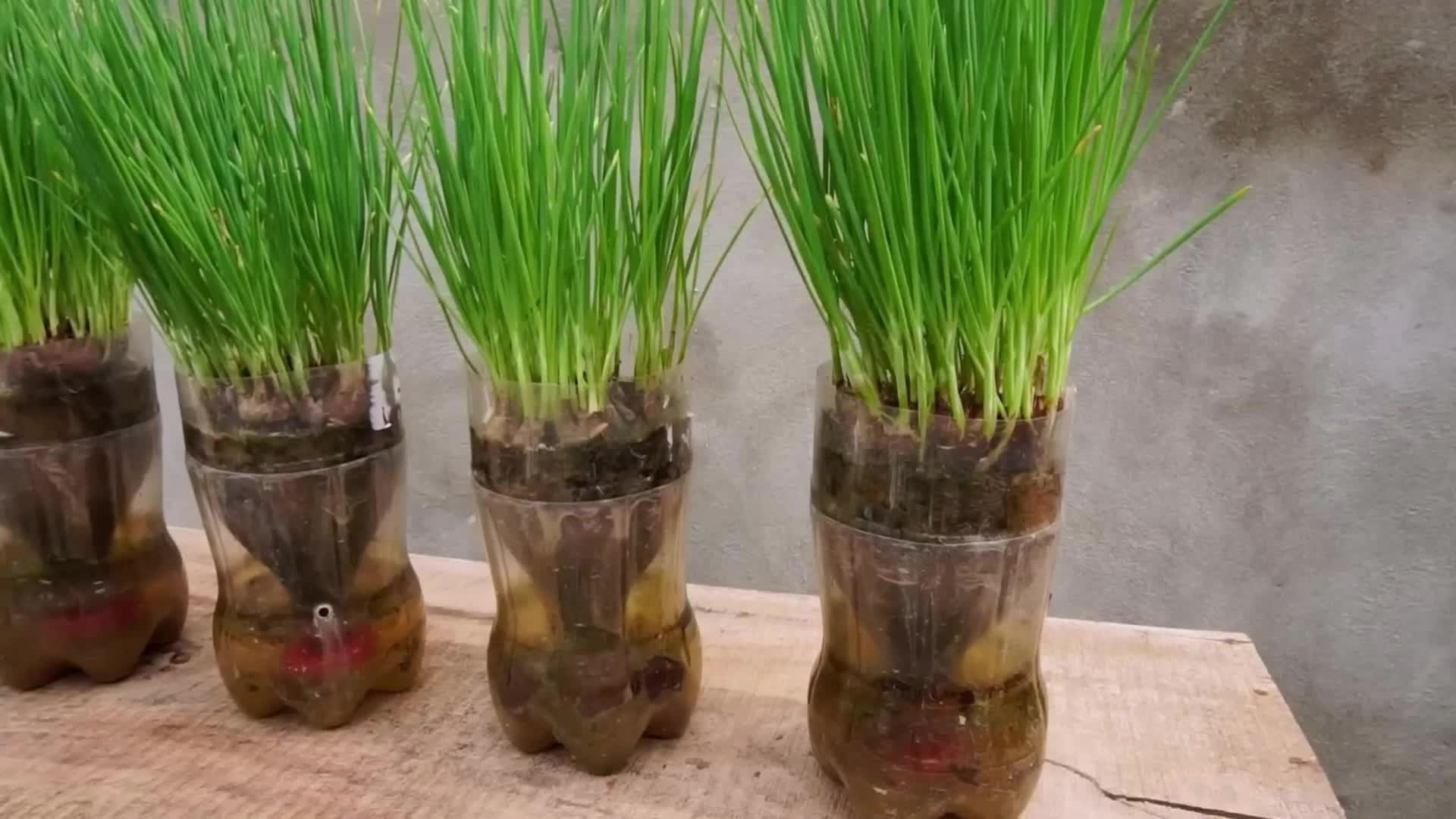 废旧塑料瓶种植小香葱,一茬又一茬