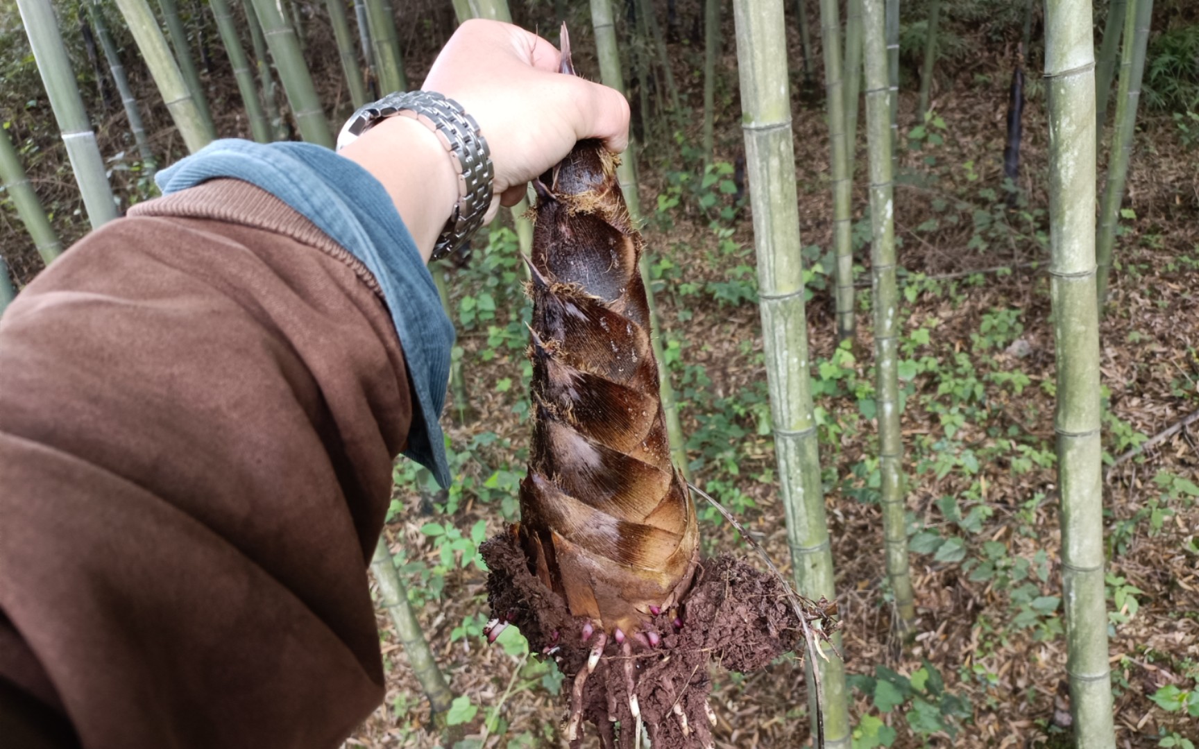 活动作品挖竹笋山上的笋都被我们夺完了