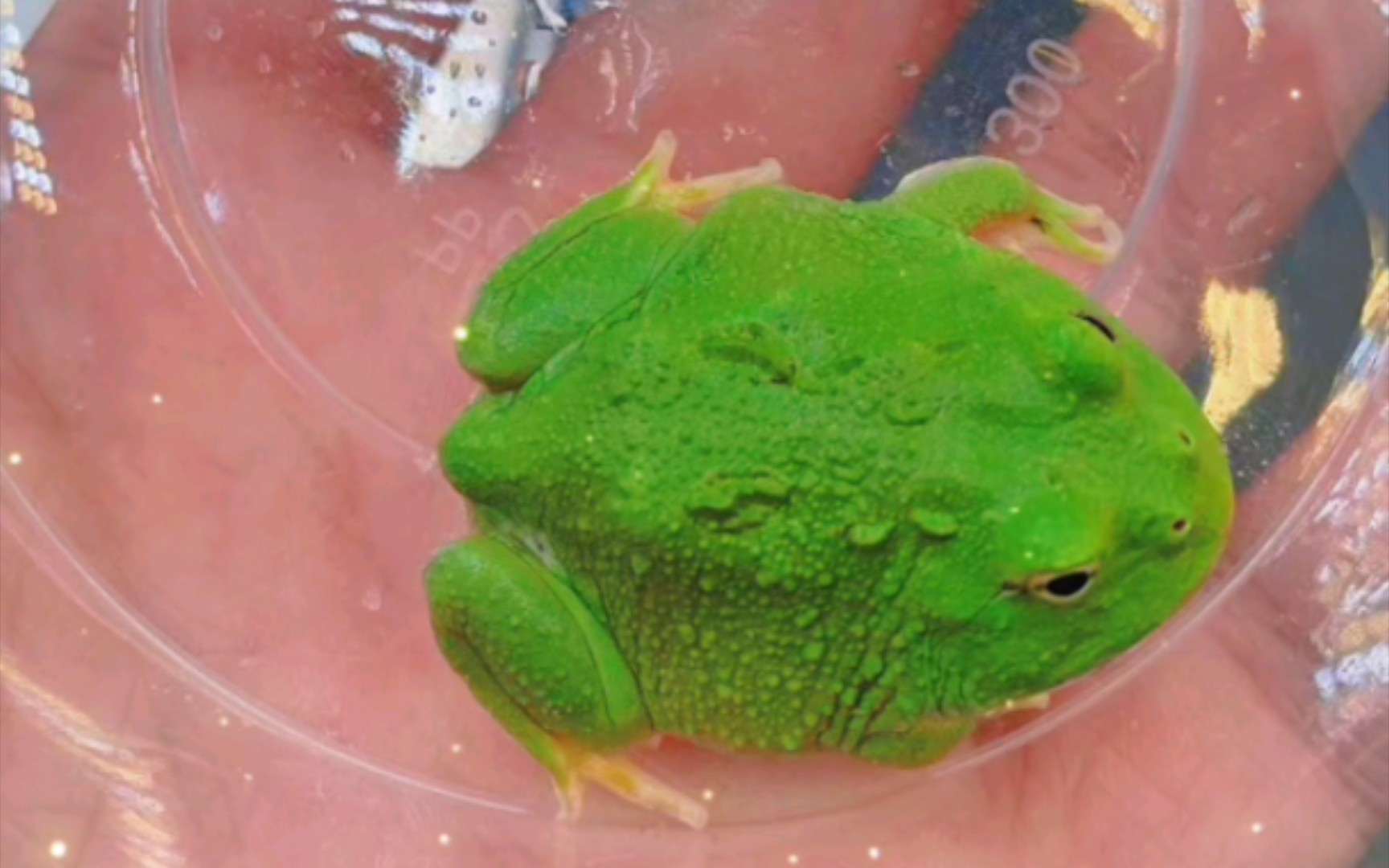 角蛙 抹茶 蛋黄