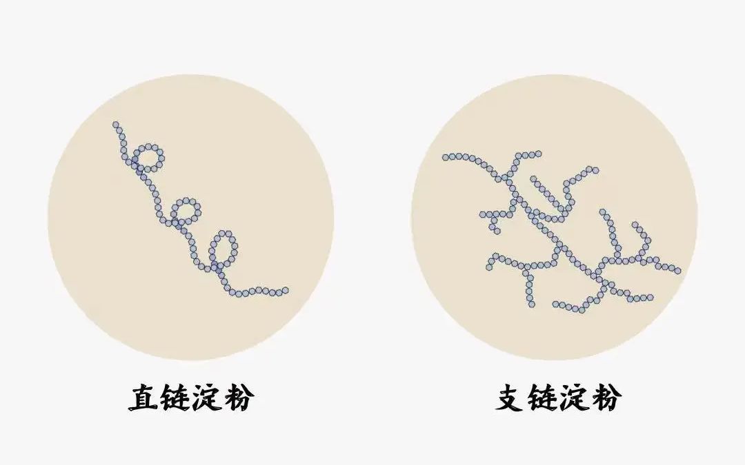 直链淀粉哔哩哔哩bilibili