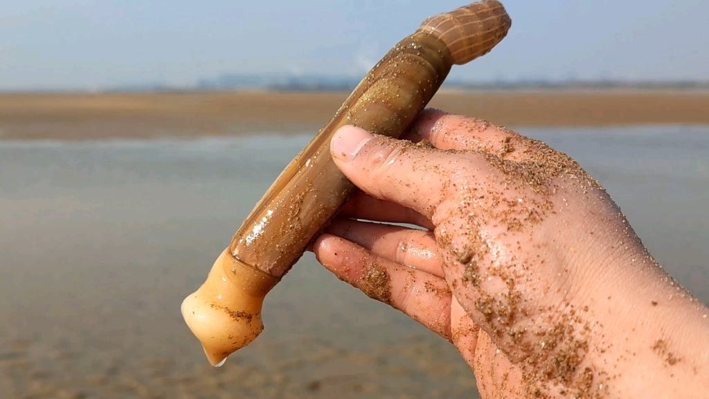 海边赶海抓海鲜,发现了一只大蛏王,还有许多奇怪的海洋小生物