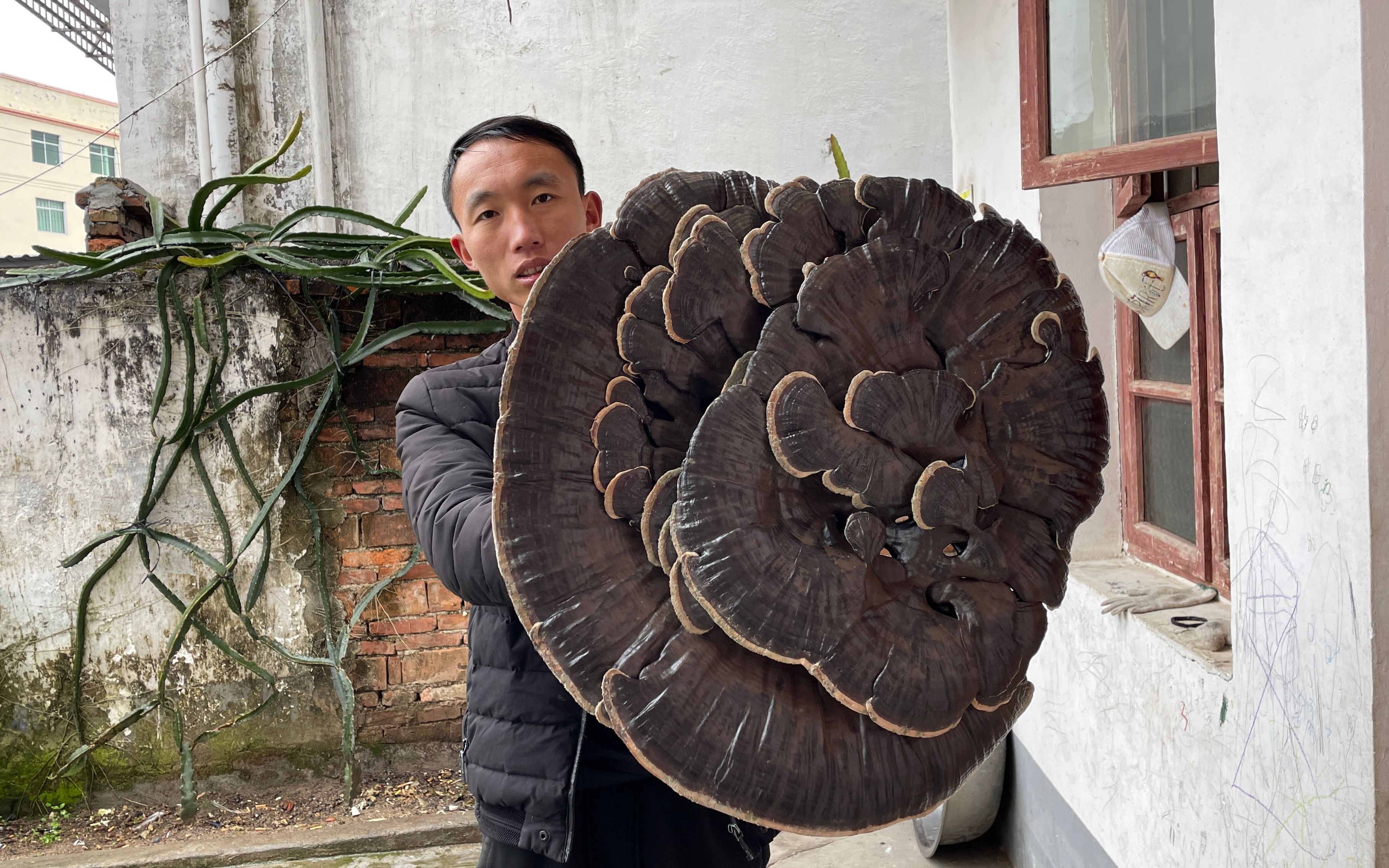 千年灵芝草图片