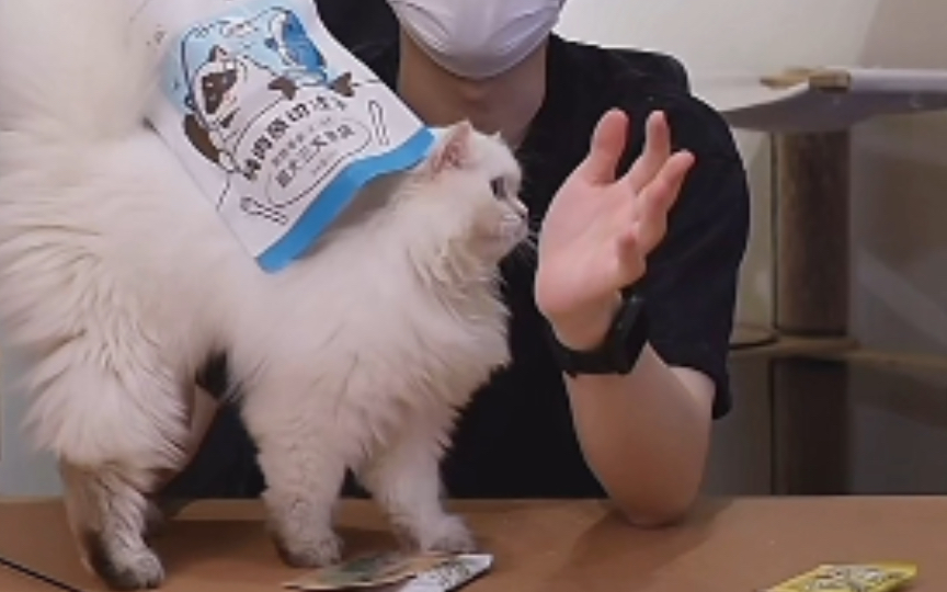 芙芙肯定是金故猫猫界微信步数最多的吧?一天天的好忙呀哈哈哈哈