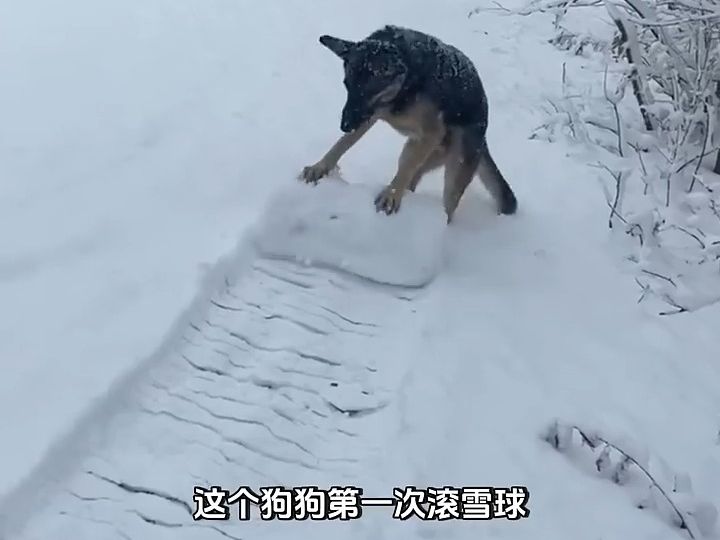 [图]各式各样的滚雪球，真好玩~