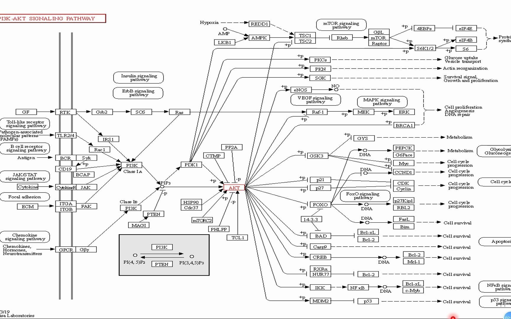 [图]PI3K/AKT