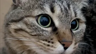 大家帮忙看看这是犟种猫吗