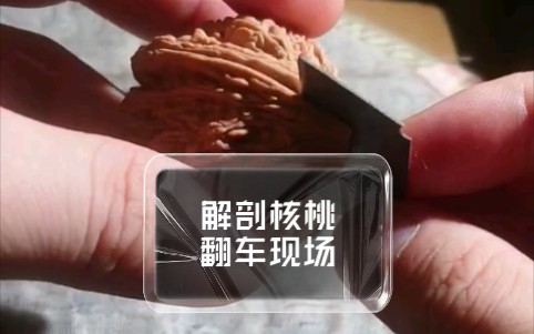 看看核桃内部结构哔哩哔哩bilibili