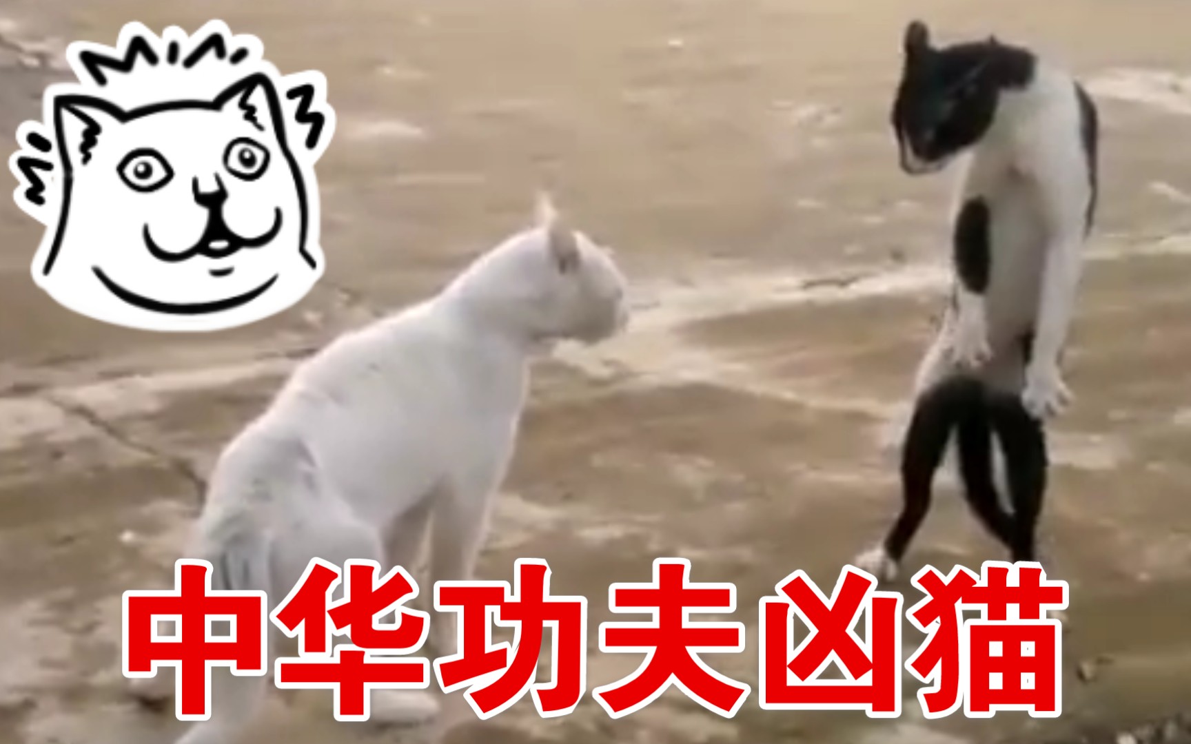 [图]【中华神喵】咏春 · 猫问