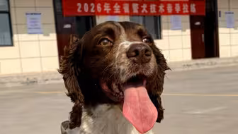 【淅川工作犬】更新啦，赶紧来围观吧！