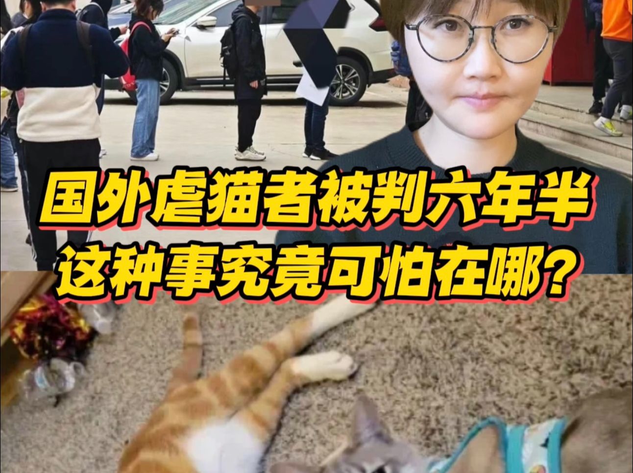 国外虐猫者被判六年半!这种事究竟可怕在哪?哔哩哔哩bilibili