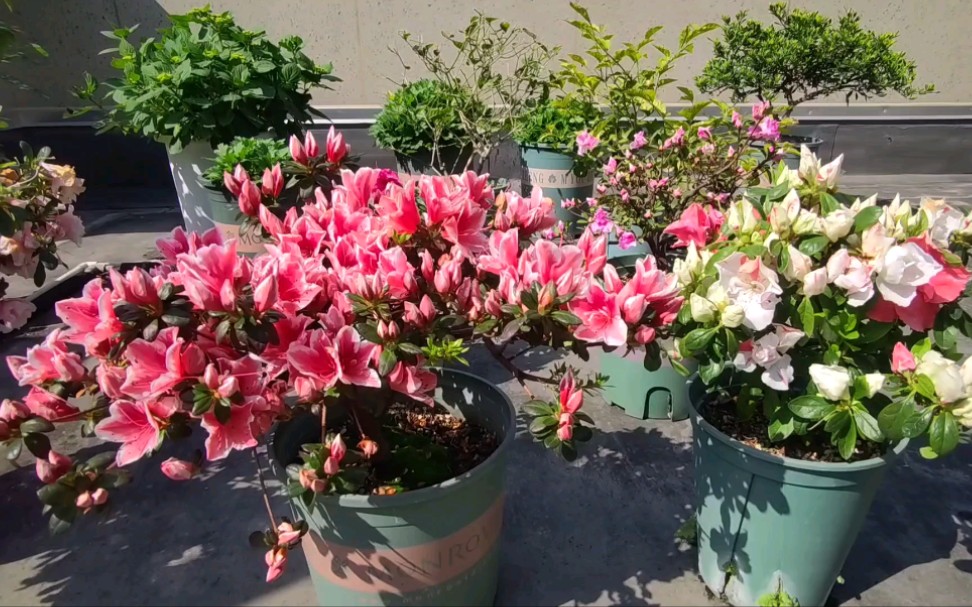 [图]杜鹃花的花后修剪操作（后附茉莉花、蓝莓现状）