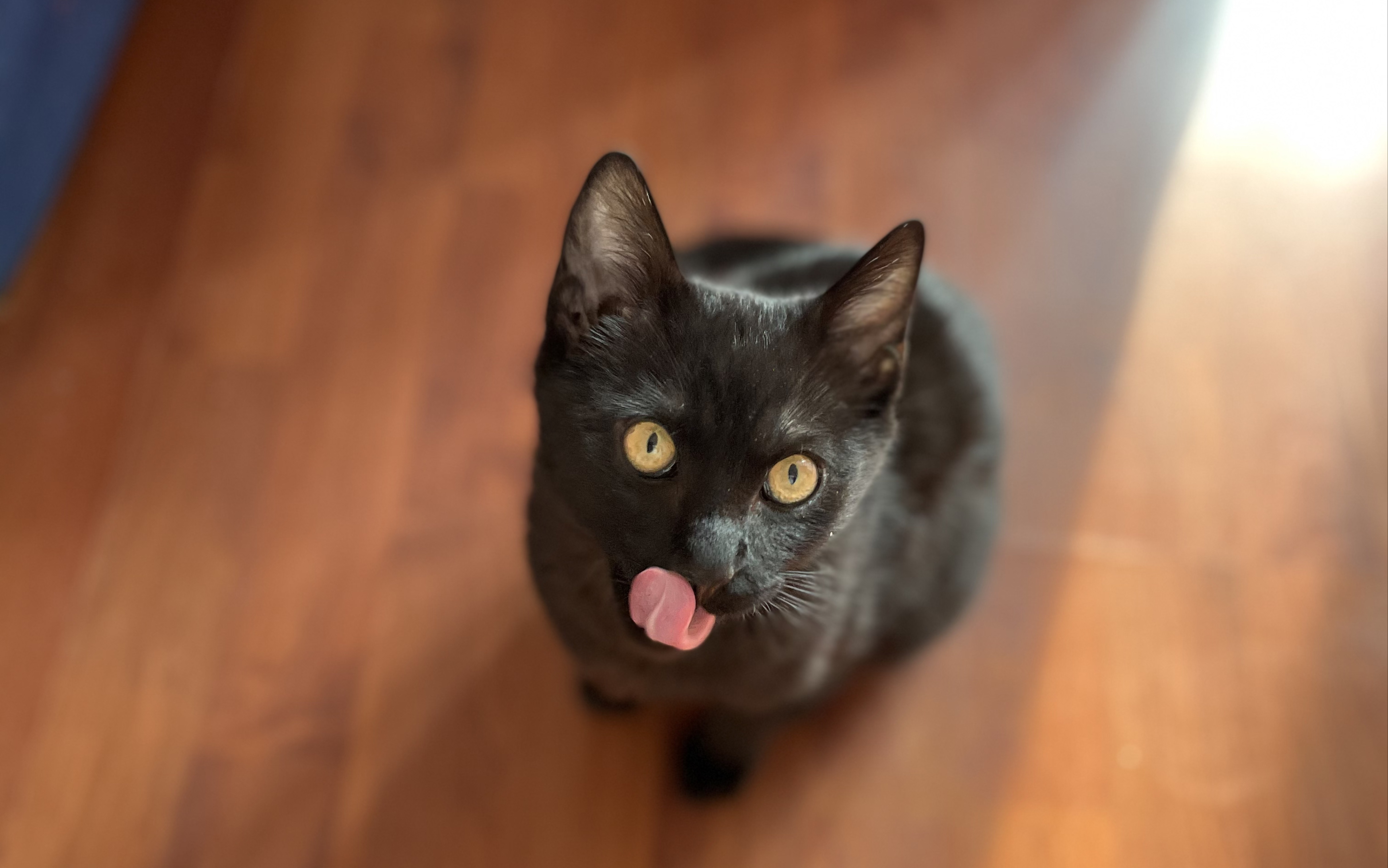 当挑食怪挑战沉浸式旋冻干之布兰德