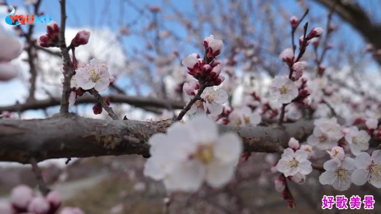 [图]龚琳娜演唱《桃花红杏花白》