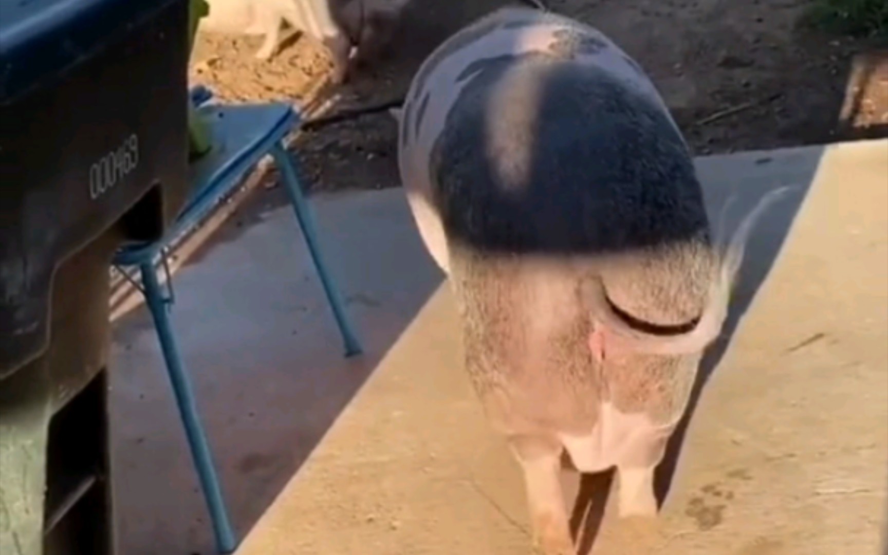 谁的猪屁股?这么大?