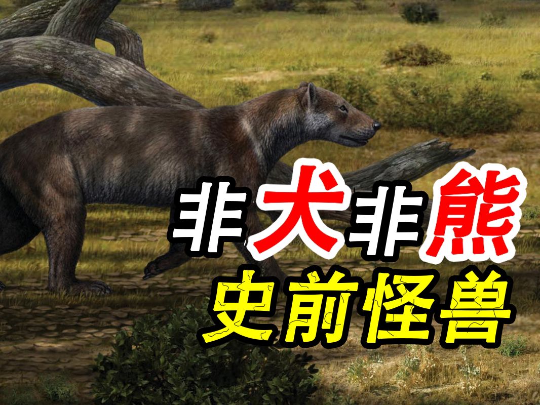 假如狮子,熊和狼合体了得有多猛?【犬熊科-犬熊亚科-犬熊属】