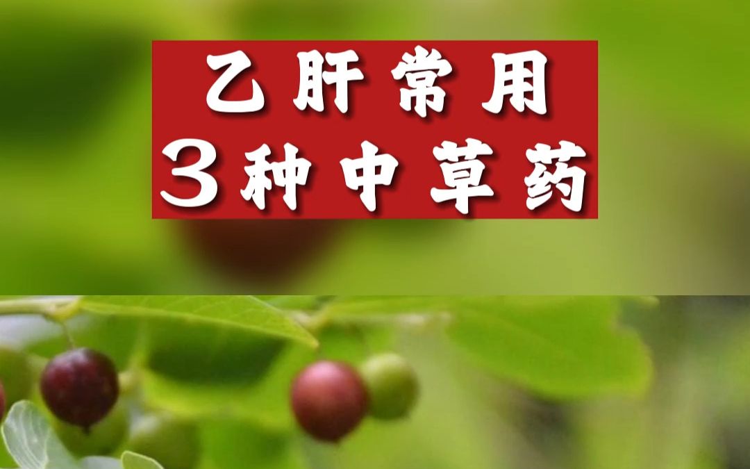 乙肝常用3種中草藥