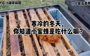 Tải video: 你知道冬天小蜜蜂是吃什么过冬的么？