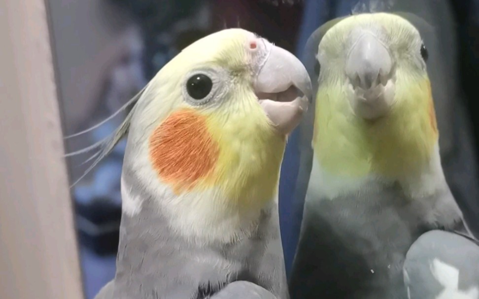 【鹦鹉】对着镜子疯狂表白_哔哩哔哩_bilibili