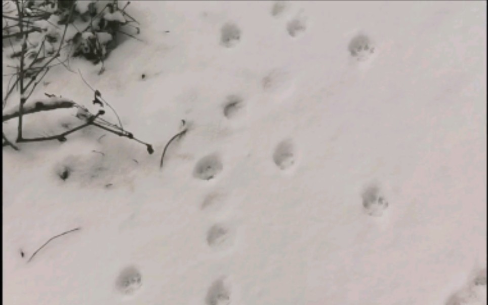 [图]下雪的季节