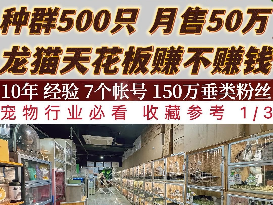 种群500只 月销50万 龙猫天花板赚不赚钱 第一集哔哩哔哩bilibili