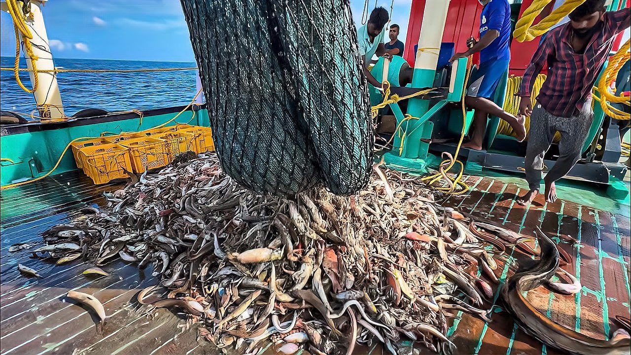 受权发布｜中华人民共和国渔业法