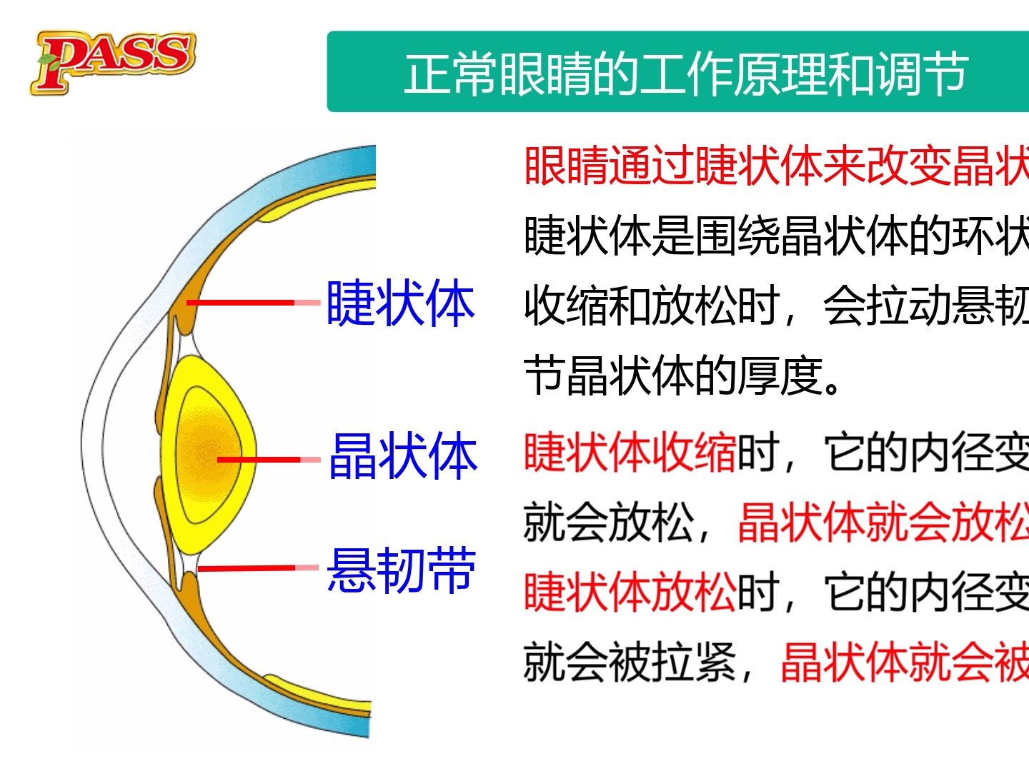 [图]八年级物理上册光学——动画讲解正常眼睛的原理和调节