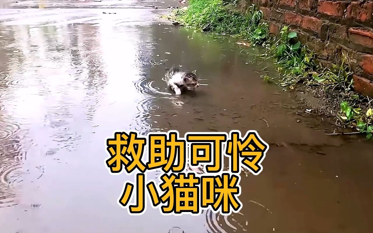 [图]过外婆家的路上，遇到一只小流浪猫，洗干净后真可爱#救助流浪猫