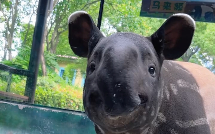 马来貘宝宝变装了,即将脱下花衣服