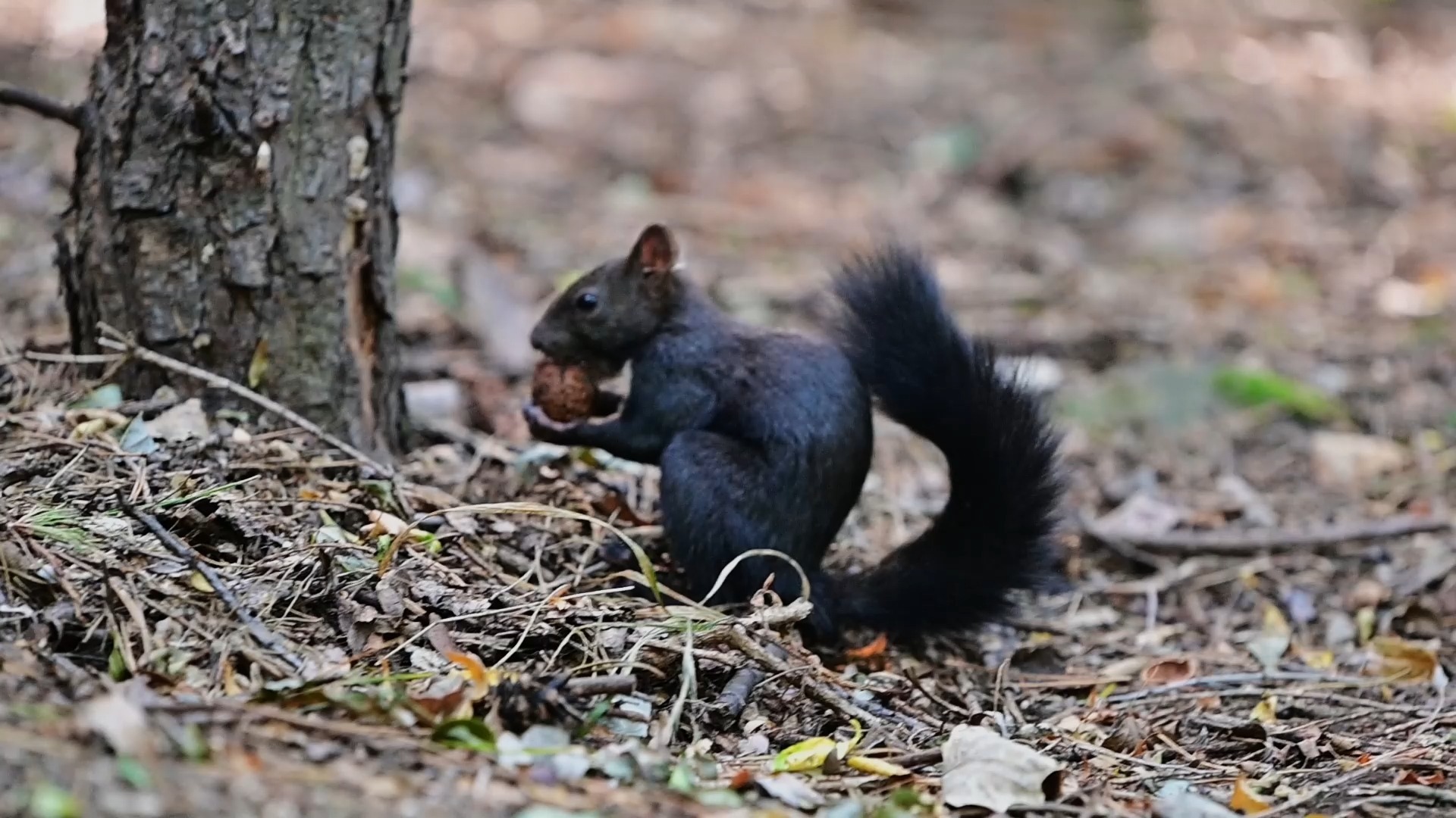 快来看黑松鼠干饭
