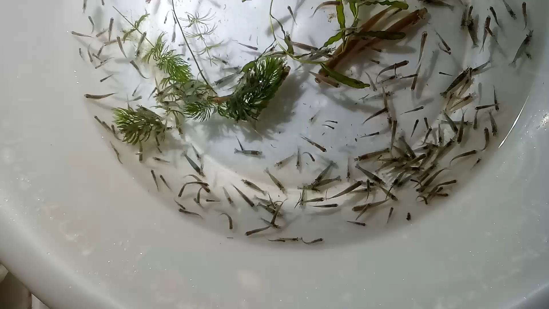 河里捞点小鱼小虾