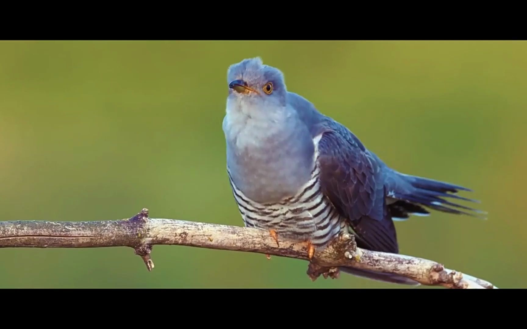 音效素材-大自然虫鸣鸟叫森林溪流环境无损音效素材【2661】