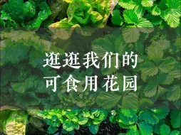 Download Video: 逛逛我们的🍅可食用花园