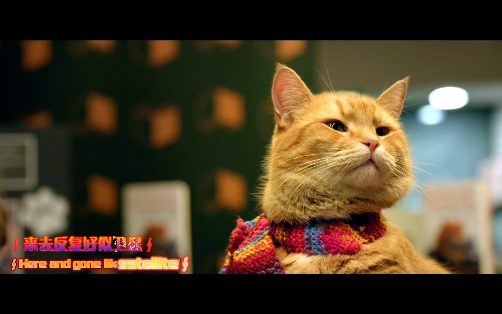 流浪猫鲍勃.完美特效字幕欣赏.含完整原声音乐.a.street.cat.named.