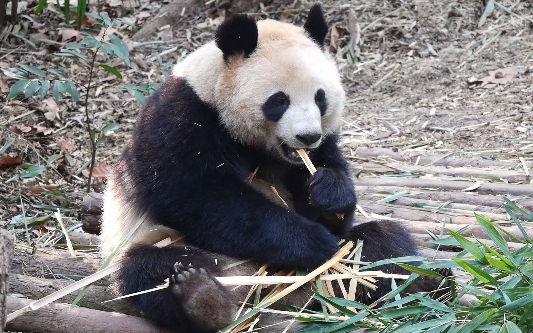 二狗这神态真像极了妈妈98 1-28