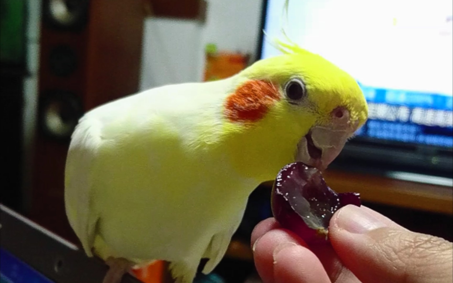 吃葡萄【玄凤鹦鹉】