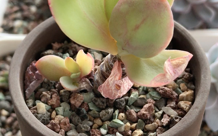 多肉植物 霜之鹤 echeveria pallida 原始种 原产地为墨西哥 是白凤的